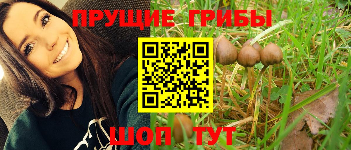 Псилоцибиновые грибы Psilocybe  Вход с VPN  Канск 